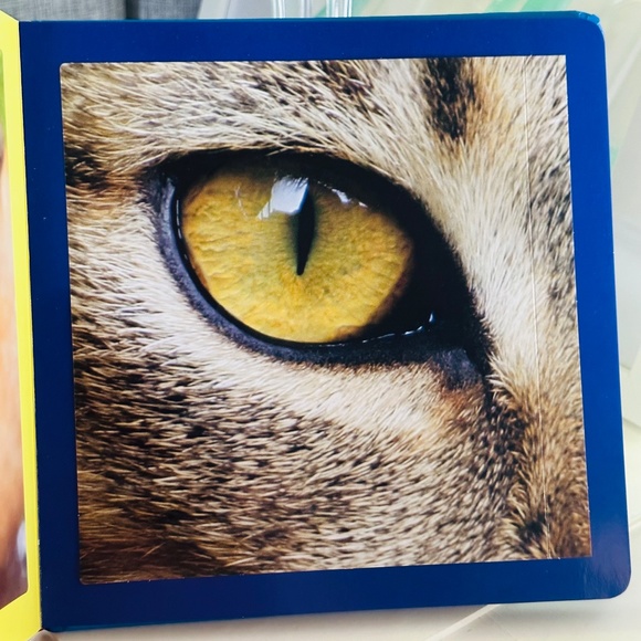 Who's Looking At You? Stephane Frattini Lift-the-Flap Picture Book - Picture 4 of 11